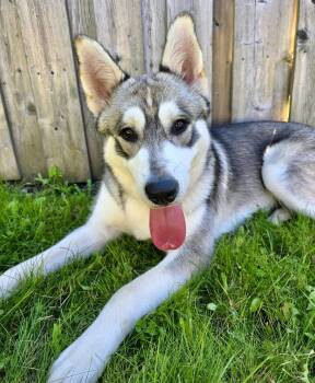 HEX -  Husky and German Shepherd Dog Dog for Adoption in Minesing, Ontario - HEX | PetCurious