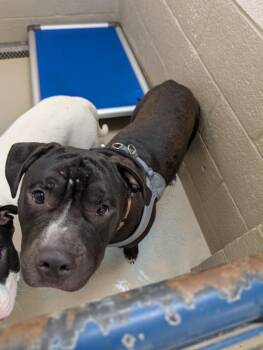 Rooster -  Pit Bull Terrier Dog for Adoption in Havre, Montana - Rooster | PetCurious