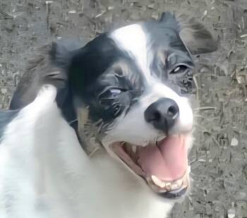 Rescue Rat Terrier and Jack Russell Terrier Dogs for Adoption in New York, New York - TAMMY "I Have So Much Love To Share." | PetCurious