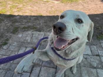 Labrador Retriever and Mixed Breed Dogs Available for Adoption - A378980 | PetCurious