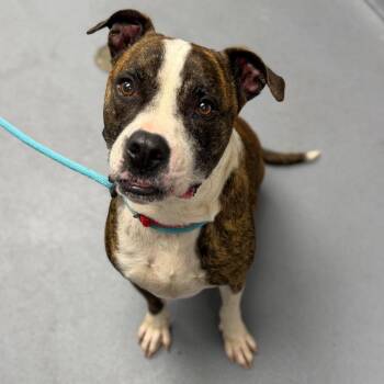 Axel -  Mixed Breed Dog for Adoption in Sarasota, Florida - Axel | PetCurious