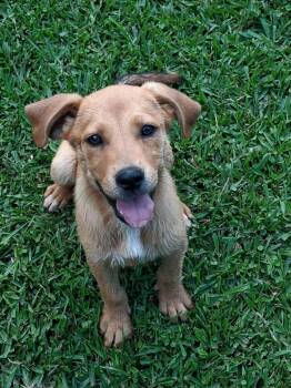 Goose -  Mixed Breed Dog for Adoption in Northwood, New Hampshire - Goose | PetCurious