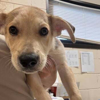 Roscoe -  Mixed Breed Dog for Adoption in Lake Panasoffkee, Florida - Roscoe | PetCurious