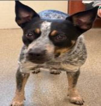 Australian Cattle Dog Blue Heeler Dogs Available for Adoption in Lakewood Ranch, Florida - Nellie | PetCurious