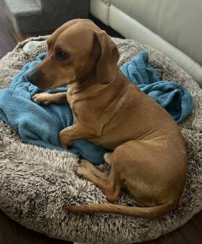 Rescue Beagle and Dachshund Dogs for Adoption in Los Angeles, California - Odie - Las Vegas | PetCurious