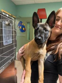 Ares -  Belgian Shepherd Malinois Dog for Adoption in Oakland, California - Ares | PetCurious