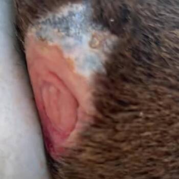 Mixed Breed Dogs Available for Adoption in Frederiksted, St. Croix - Forrest | PetCurious