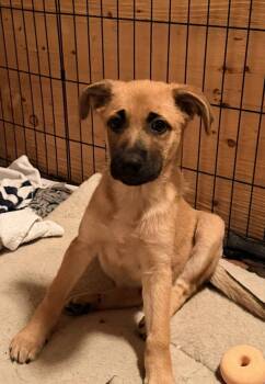 Adira (8591) -  Shepherd and Mixed Breed Dog for Adoption in Lindenhurst, New York - Adira (8591) | PetCurious