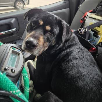 Rottweiler and Mixed Breed Dogs Available for Adoption in Lake Jackson, Texas - Stella | PetCurious