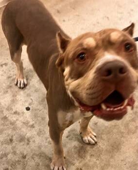 FRANK -  Mastiff and American Bulldog Dog for Adoption in Doral, Florida - FRANK | PetCurious