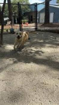 Gwen -  Mixed Breed Dog for Adoption in Georgetown, South Carolina - Gwen | PetCurious