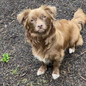 Rescue Spaniel Dogs for Adoption in Graham, Washington - MARIPOSA | PetCurious