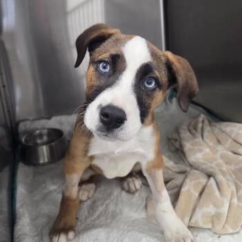 Mixed Breed Dogs Available for Adoption in Columbia, South Carolina - Meeko | PetCurious