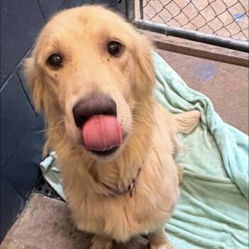 Duke - FOSTER NEEDED -  Golden Retriever Dog for Adoption - Duke - FOSTER NEEDED | PetCurious
