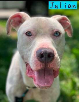 Julian -  Pit Bull Terrier Dog for Adoption in Springfield, Illinois - Julian | PetCurious