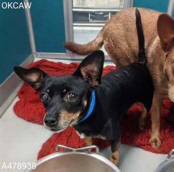 A478938 -  Chihuahua Dog for Adoption in Oklahoma City, Oklahoma - A478938 | PetCurious