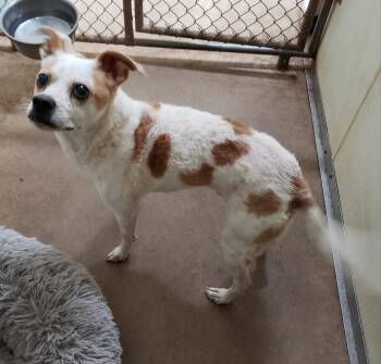 Rescue Jack Russell Terrier and Beagle Dogs for Adoption in Middlebury, Indiana - Leroy | PetCurious