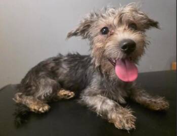 Miniature Schnauzer and Miniature Poodle Dogs Available for Adoption in Manvel, Texas - Marley | PetCurious