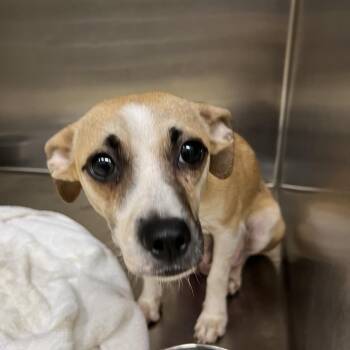 Mixed Breed Dogs Available for Adoption in Winston-salem, North Carolina - Thelma | PetCurious