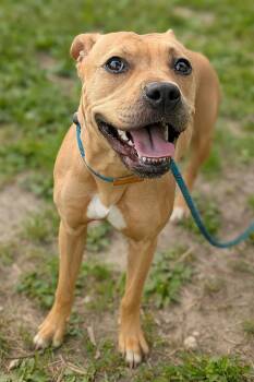 Gianna -  Pit Bull Terrier Dog for Adoption in Chicago, Illinois - Gianna | PetCurious