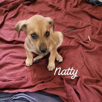 Natty -  Mixed Breed Dog for Adoption in Buchanan Dam, Texas - Natty | PetCurious
