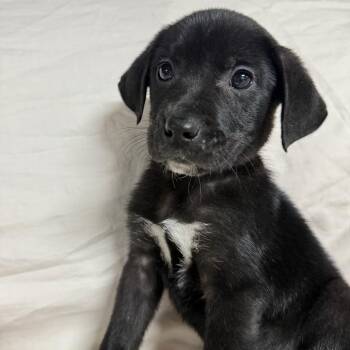 Mixed Breed Dogs Available for Adoption - Julia $475 | PetCurious