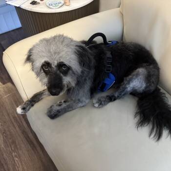 Rescue Schnauzer Dogs for Adoption in New York, New York - Ann | PetCurious