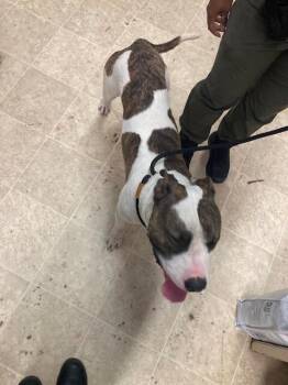 Gemini -  Mixed Breed Dog for Adoption in Cincinnati, Ohio - Gemini | PetCurious