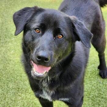 CHESSY -  Mixed Breed Dog Available for Adoption in Edmond, Oklahoma - CHESSY | PetCurious