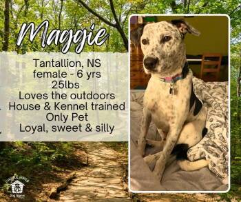Maggie -  Australian Cattle Dog Blue Heeler Dog for Adoption in Lumberton, Texas - Maggie | PetCurious