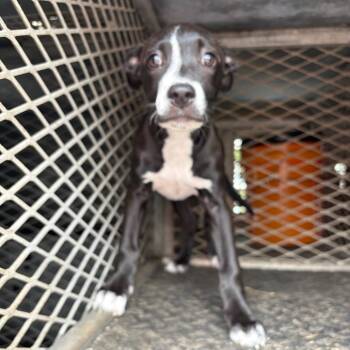 Jewels -  Pit Bull Terrier and Mixed Breed Dog Available for Adoption in Edinburg, Texas - Jewels | PetCurious