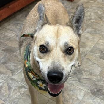 Rescue Labrador Retriever Dogs for Adoption in Pilot Point, Texas - Moxie | PetCurious