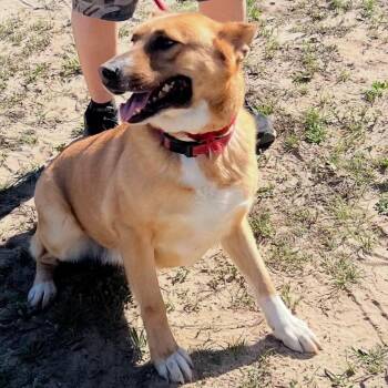 Shepherd and Mixed Breed Dogs Available for Adoption - Luna | PetCurious