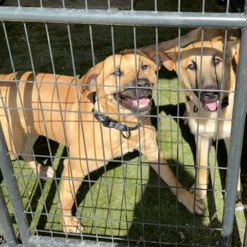 Shepherd and Black Mouth Cur Dogs Available for Adoption in Aledo, Texas - Rocko | PetCurious