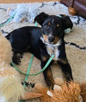 Border Collie and Shepherd Dogs Available for Adoption in Alexandria, Virginia - Beau | PetCurious