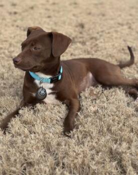 Chihuahua and Terrier Dogs Available for Adoption - Abby C. | PetCurious