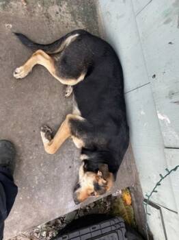 Rescue Shepherd and Mixed Breed Dogs for Adoption in Fort Worth, Texas - 59811662 | PetCurious