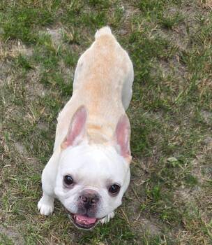 Tater Tottie -  French Bulldog Dog for Adoption in Cochran, Georgia - Tater Tottie | PetCurious