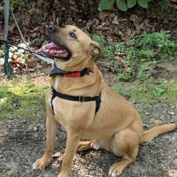 Goober -  Mixed Breed Dog for Adoption in Asheville, North Carolina - Goober | PetCurious