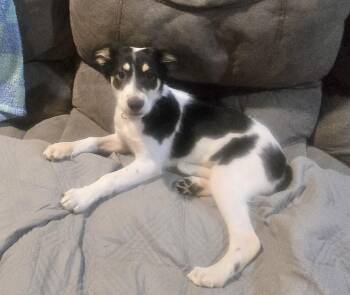 Saylor -  Australian Shepherd Dog for Adoption in Manchester, Connecticut - Saylor | PetCurious