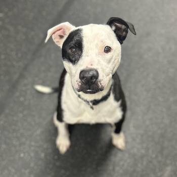 Mixed Breed Dogs Available for Adoption in Youngstown, Ohio - Tipsy | PetCurious
