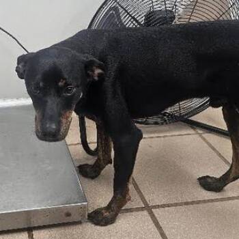 Ace -  Terrier and Mixed Breed Dog for Adoption in Starkville, Mississippi - Ace | PetCurious