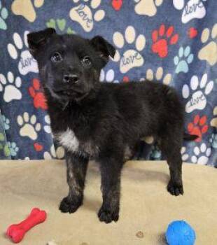 German Shepherd Dog Dogs Available for Adoption - Marshall | PetCurious