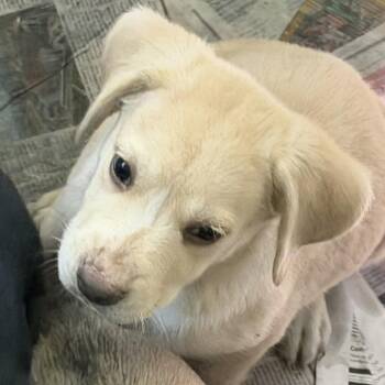 NY Axel Avail Jul 25 (4H Putnam County Fair Carmel NY)- Neck -  Yellow Labrador Retriever and Golden Retriever Dog for Adoption in Eastford, Connecticut - NY Axel Avail Jul 25 (4H Putnam County Fair Carmel NY)- Neck | PetCurious