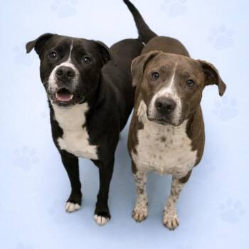 Mixed Breed Dogs Available for Adoption in Memphis, Tennessee - Skeeter | PetCurious