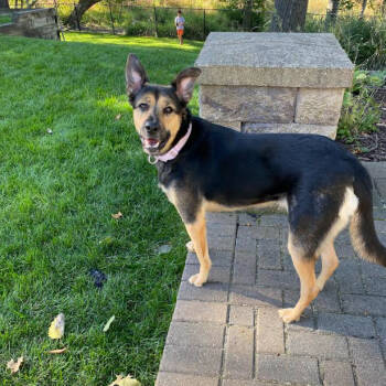 Rescue German Shepherd Dog Dogs for Adoption in Buffalo, Minnesota - Snowflake | PetCurious
