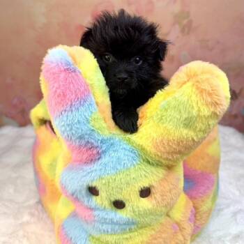 Pug and Pomeranian Dogs Available for Adoption - Pako | PetCurious