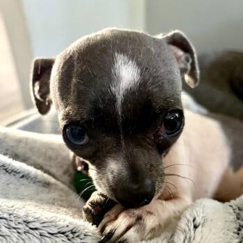 Pearl -  Chihuahua Dog for Adoption in Jacksonville, Florida - Pearl | PetCurious