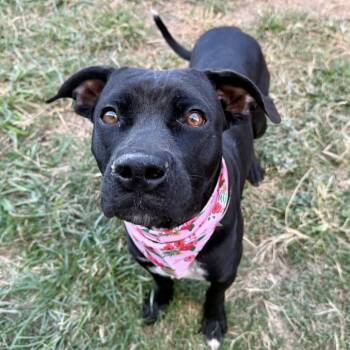 Rescue American Staffordshire Terrier Dogs for Adoption in Pittsburgh, Pennsylvania - Margo | PetCurious