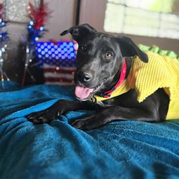 Kermit -  Labrador Retriever and Black Labrador Retriever Dog for Adoption in Boerne, Texas - Kermit | PetCurious